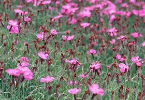 Dianthus 'Eydangeri'