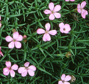 Dianthus freynii