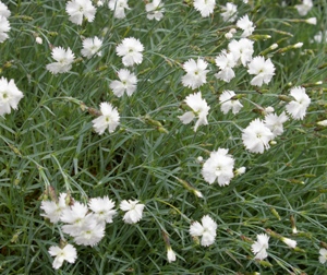 Dianthus hispanicus