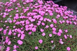 Dianthus 'Little Gem'