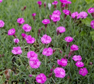 Dianthus 'Little Gem'
