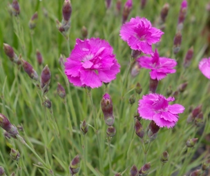 Dianthus 'Oakington'