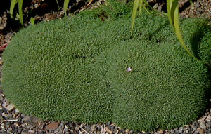 Dianthus simulans