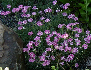 Dianthus 'Spotty'