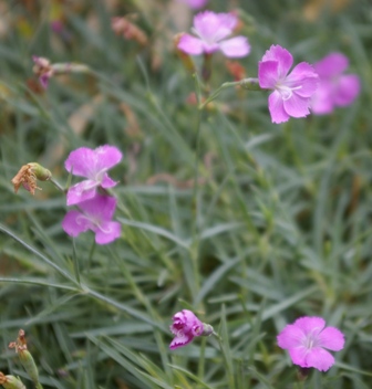 Dianthus subacaulis 'Gary Eichhorn'