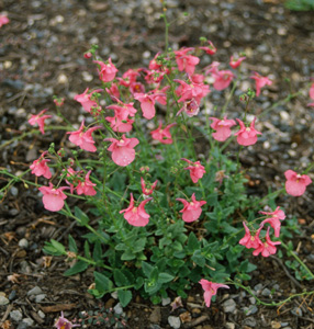 Diascia 'Andrew'