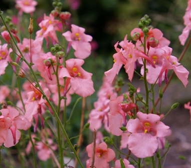 Diascia 'Blackthorn Apricot'