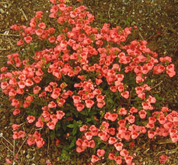 Diascia 'Coral Belle'