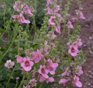 Diascia 'Elliot's Variety'