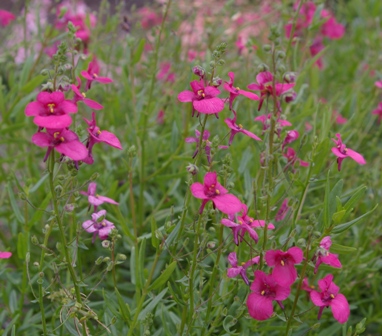 Diascia 'Emma'