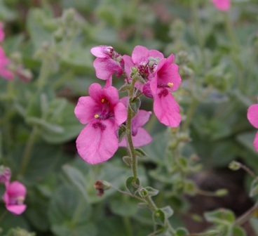 Diascia fetcaniensis