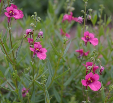 Diascia 'Hector's Hardy'