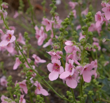 Diascia 'Jack Elliot'