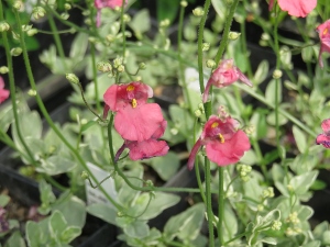 Diascia 'Katherine'