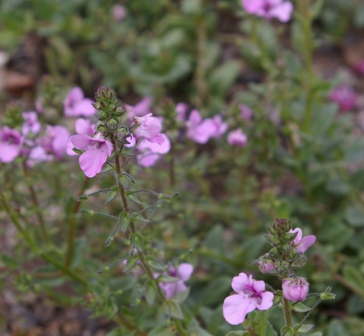 Diascia 'Langthorn's Lavender'