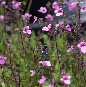 Diascia 'Lilac Belle'