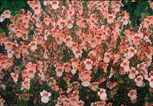 Diascia 'Lucy'