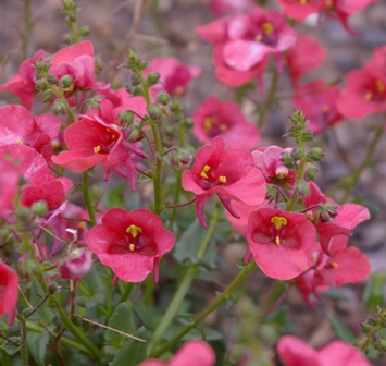 Diascia 'Red Start'