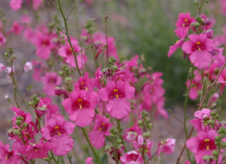 Diascia 'Ruby Fields'