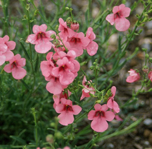 Diascia sp.
