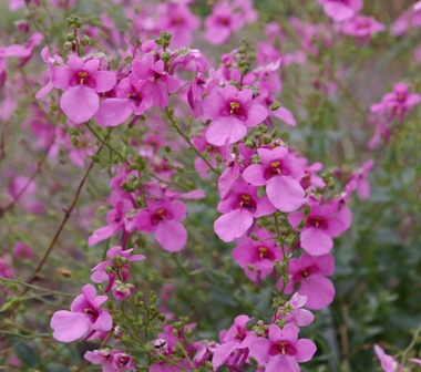 Diascia 'Strawberry Sundae'