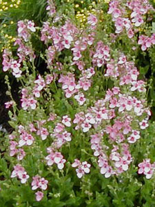 Diascia vigilis