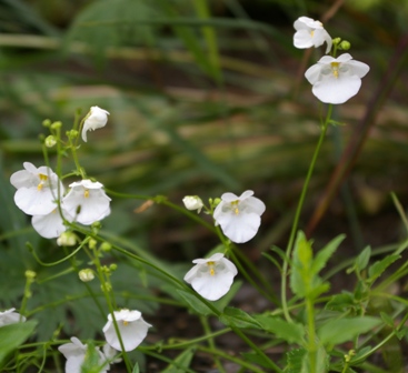 Diascia 'White'