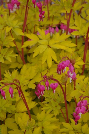 Dicentra spectabilis 'Gold Heart'