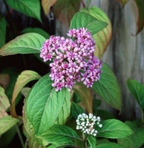 Dichroa versicolor 'Blue Flowered'