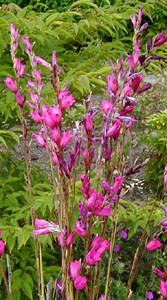 Dierama dracomontanum