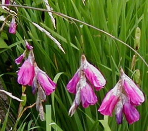 Dierama pulcherrimum