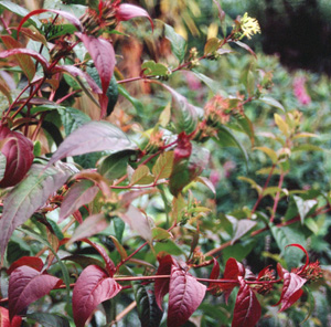 Diervilla sessilifolia 'Butterfly')