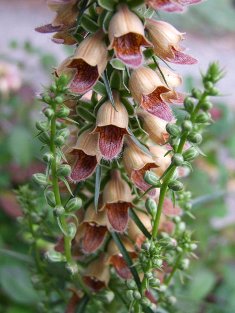 Digitalis ferruginea