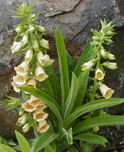 Digitalis grandiflora