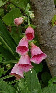 Digitalis mertonensis