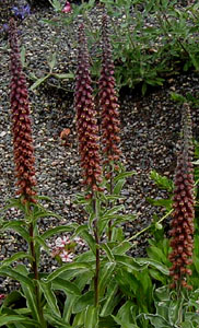 Digitalis parviflora