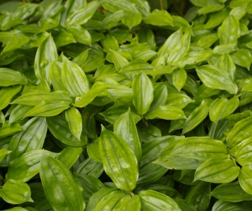 Disporopsis pernyi (Bill Baker's Form)