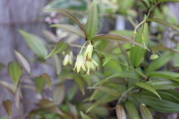 Disporum cantoniense 'Night Heron'