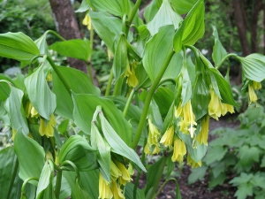 Disporum flavens