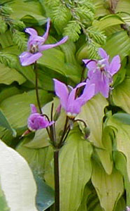 Dodecatheon meadia