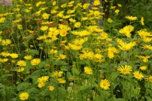 Doronicum carpetanum