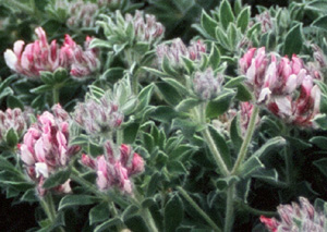 Dorycnium hirsutum