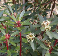 Drimys lanceolata