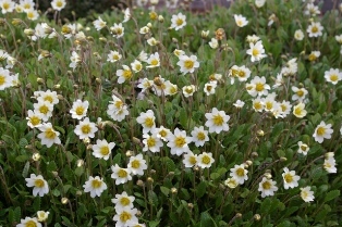 Dryas integrifolia