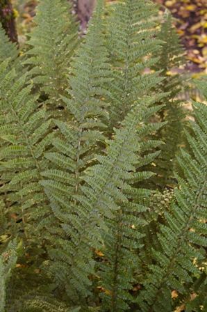 Dryopteris affinis 'Stableri Crisped'