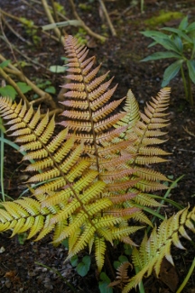 Dryopteris erythrosora