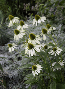 Echinacea purpurea 'White Swan'