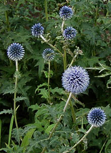 Echinops ritro