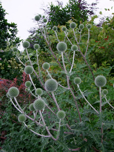 Echinops sphaerocephalus 'Arctic Glow'