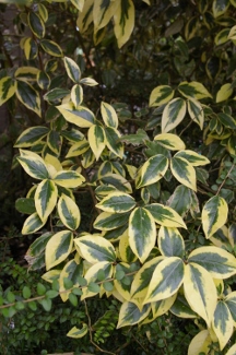 Eleagnus ebbingei 'Gilt Edge' (x)